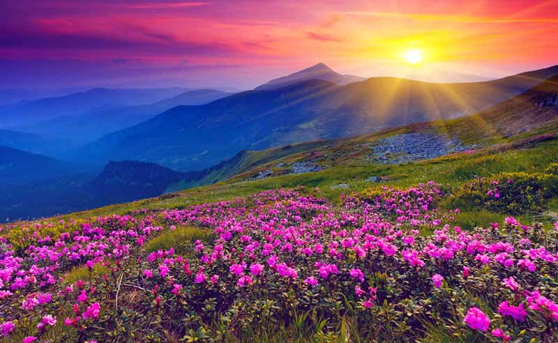 Valley of Flowers Trek